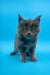 Fluffy gray Maine Coon kitten named Irbis with bright eyes and pointy ears