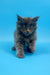 Fluffy gray Irbis Maine Coon kitten with bright eyes and a curious look