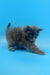 Fluffy gray Maine Coon kitten in a playful stance, looking adorable and lively