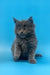 Fluffy gray Maine Coon kitten Irbis with bright eyes and a sweet expression