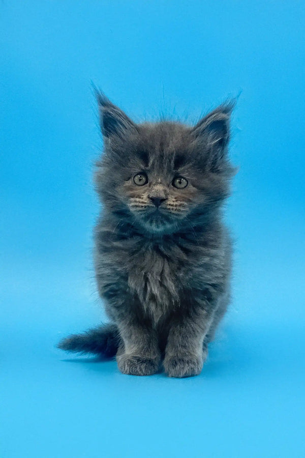 Fluffy gray Maine Coon kitten with bright eyes and long fur, perfect for cuddles