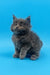 Fluffy grey Maine Coon kitten looking a bit grumpy, perfect for an adorable vibe