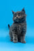 Fluffy grey Maine Coon kitten with long fur, perfect for cuddles and playtime