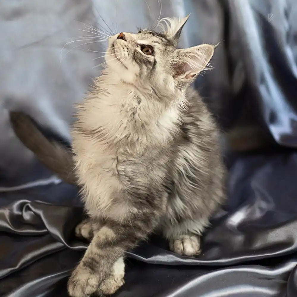 Maine Coon Kittens for Sale Irbis | Kitten