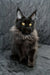 Irena| maine coon kitten