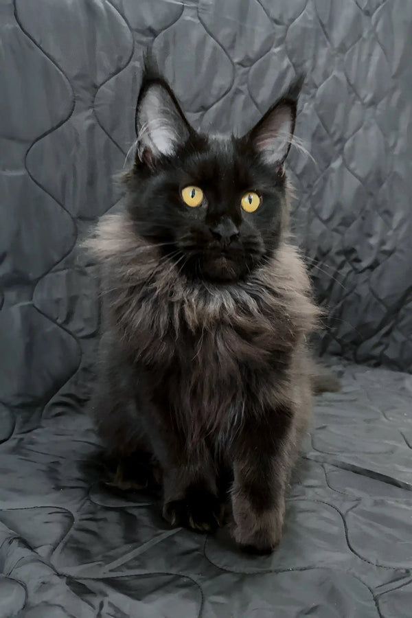 Irena| maine coon kitten