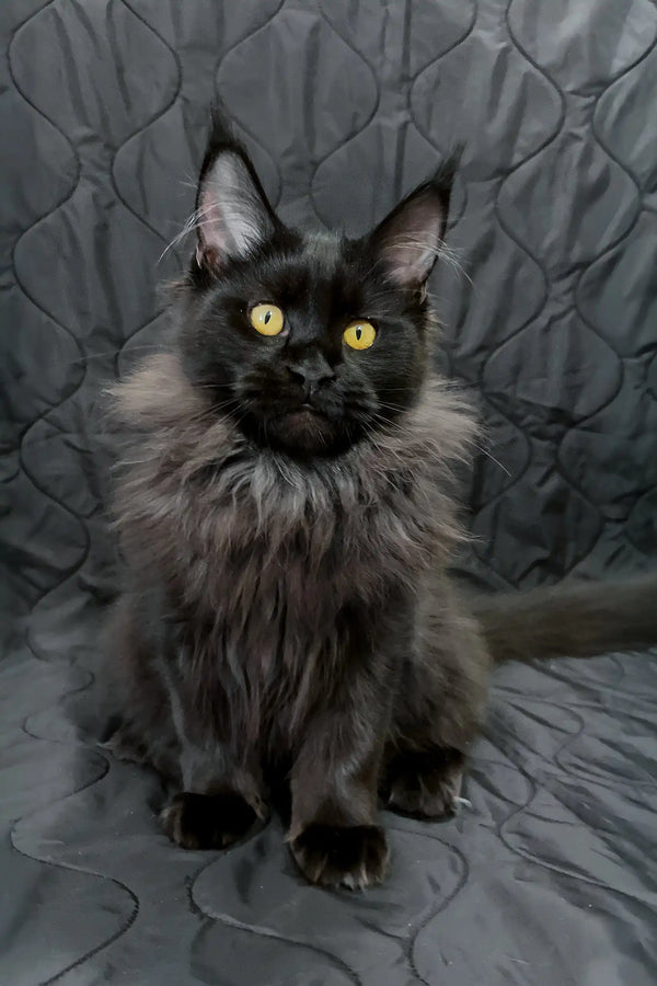 Irena| maine coon kitten