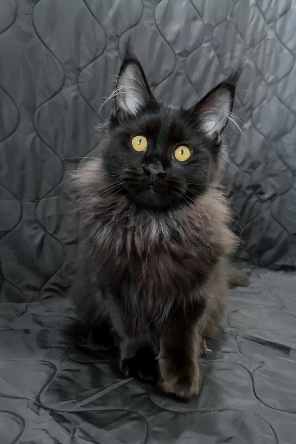 Irena| maine coon kitten