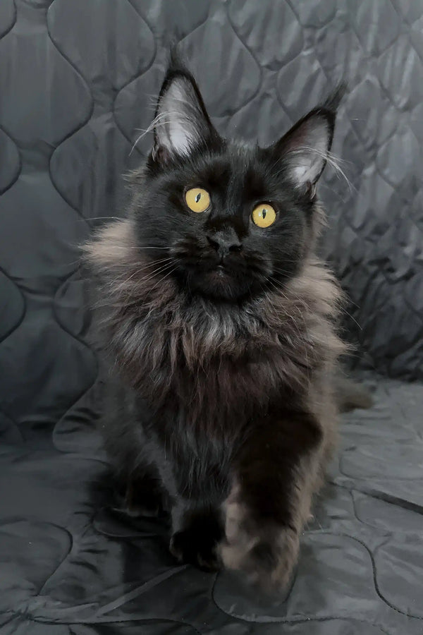 Irena| maine coon kitten