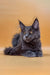 Gray Maine Coon kitten with ear tufts and fluffy fur, perfect for any cat lover