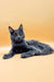 Gray Maine Coon cat lying down with alert expression, perfect for a Maine Coon kitten product