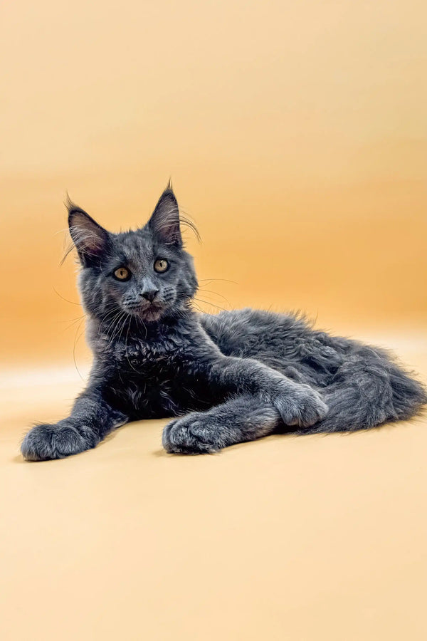 Gray Maine Coon cat lying down with alert expression, perfect for a Maine Coon kitten product