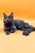 Gray Maine Coon kitten with pointed ears, lounging adorably