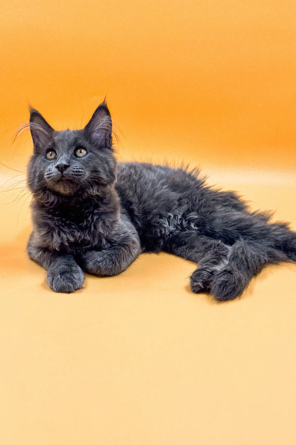 Gray Maine Coon kitten with pointed ears, lounging adorably