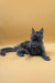 Gray Maine Coon kitten with pointed ears lounging on its side