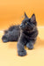 Adorable Gray Maine Coon Kitten Irena with tufted ears and fluffy fur