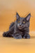 Gray Maine Coon cat with tufts and yellow eyes, perfect for Irena Maine Coon Kitten