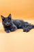 Gray long-haired Maine Coon kitten Irena lying down with an alert expression