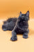 Gray fluffy Maine Coon kitten with pointed ears relaxing cutely