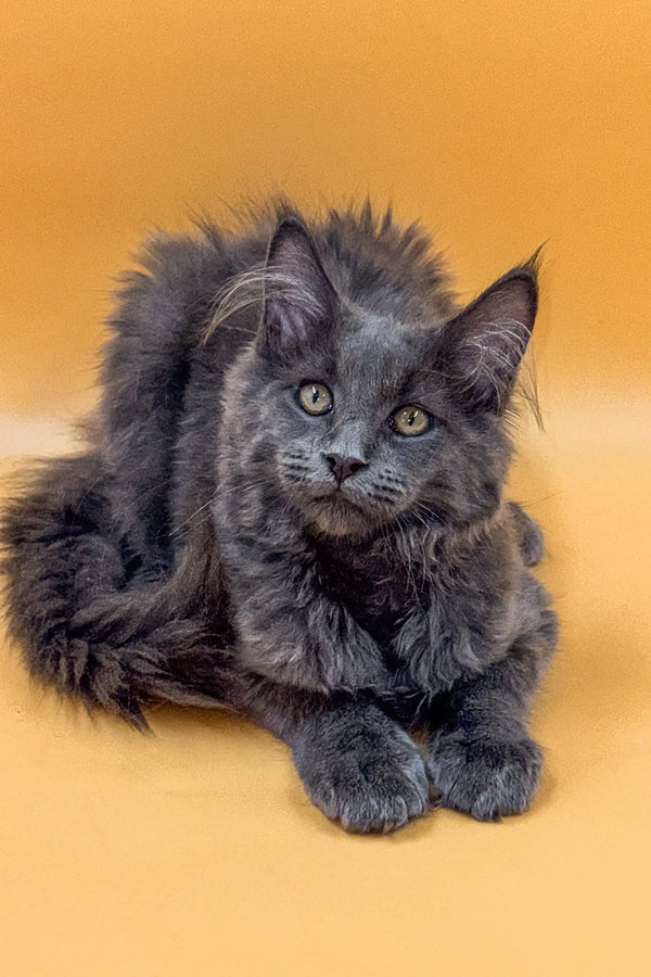 Gray fluffy Maine Coon kitten with piercing eyes lounging around