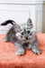 Fluffy gray Maine Coon kitten with bright eyes lounging on orange surface