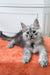 Fluffy gray Maine Coon kitten with alert eyes lounging on an orange surface