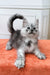 Fluffy gray Maine Coon kitten with bright eyes and a curled tail, perfect cuddle buddy