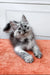 Fluffy gray Maine Coon kitten with bright eyes lounging on orange surface