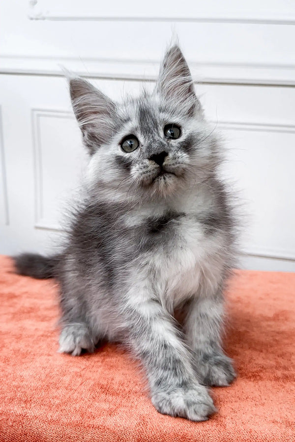 Gray and white fluffy Maine Coon kitten Irene sitting on a bright orange surface