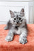 Fluffy gray and white Maine Coon kitten with big eyes lounging on orange surface