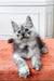 Gray and white Maine Coon kitten with big eyes resting on an orange surface