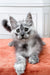 Gray and white Maine Coon kitten with big ears and bright eyes, super fluffy cutie