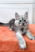 Gray and white Maine Coon kitten with alert eyes lounging on an orange surface