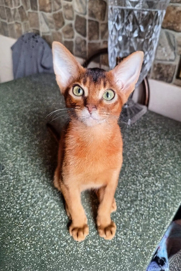 Alert orange Abyssinian kitten featured in Irin Abyssinian Kitten product