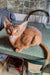 Alert reddish-brown Abyssinian cat in Irin Abyssinian Kitten product shot