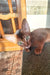 Cute Brown Abyssinian kitten named Irin with stunning green eyes