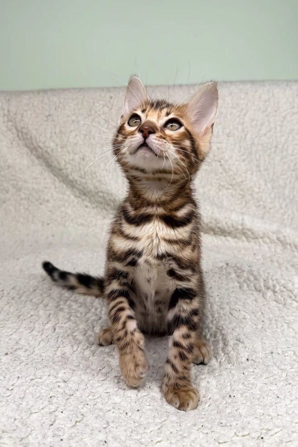 Bengal kitten Iris showing off her striking markings and playful personality