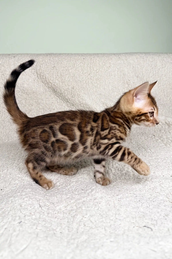 Cute Bengal kitten with rosette markings in the Iris product line
