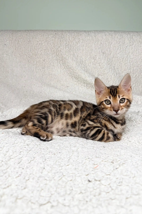 Spotted and striped Bengal kitten in the Iris Bengal Kitten collection