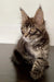 Cute Tabby Maine Coon Kitten with big ears and an alert expression, perfect for cuddles