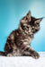 Fluffy gray tabby Maine Coon kitten sitting with paw extended, showcasing cuteness