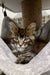 Tabby Maine Coon kitten with wide eyes lounging in a white hammock