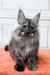 Fluffy gray Maine Coon kitten with cute ear tufts from the Iris collection