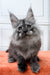 Fluffy gray Maine Coon kitten with ear tufts, perfect for the Iris collection