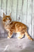 Fluffy orange Maine Coon kitten with long fur and an alert expression