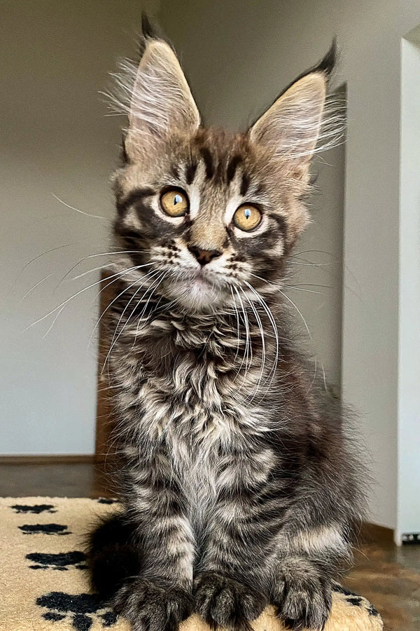 Tabby Maine Coon kitten with fluffy ear tufts and bright alert eyes