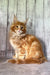 Fluffy orange Maine Coon kitten with long fur and an alert expression