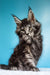 Adorable gray tabby Maine Coon kitten with fluffy fur and alert ears