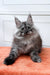 Fluffy gray Maine Coon kitten with big ears lounging on an orange surface