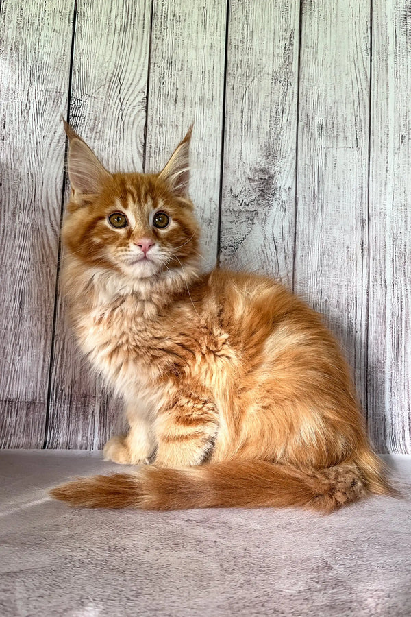 Fluffy orange Maine Coon kitten with ear tufts and a bushy tail, perfect for any home